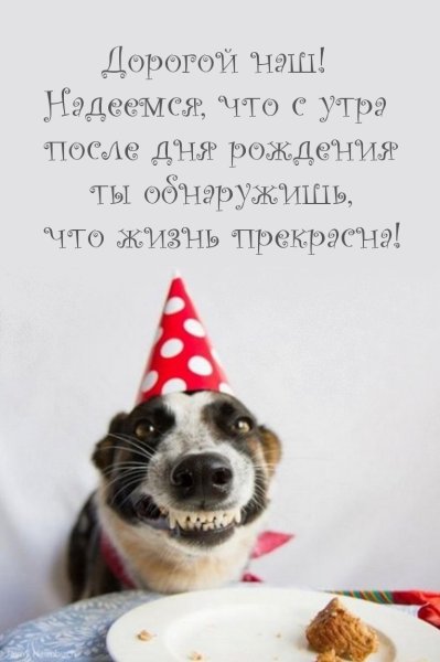 Собака в колпаке с днем рождения
