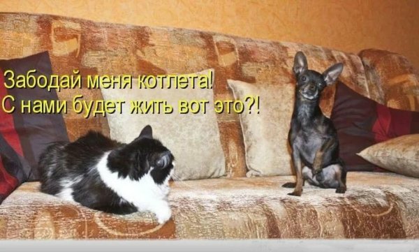 Смешные картинки про кошек с надписями