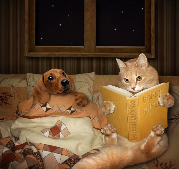 Котики и собачки приколы
