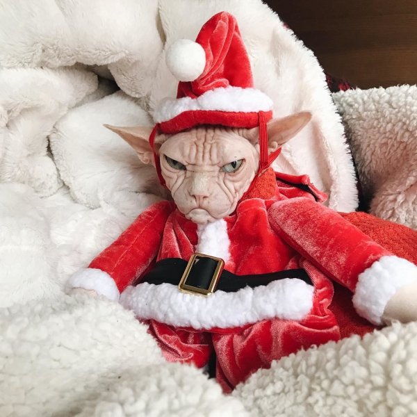 Кот в костюме Деда Мороза