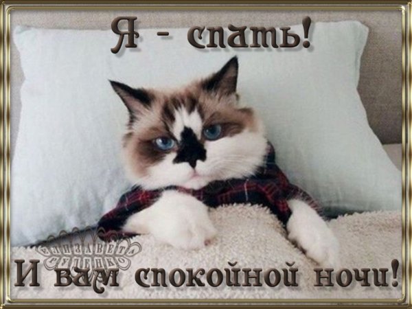 Спокойной ночи смешные картинки