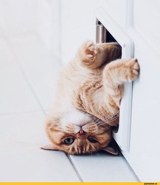 Утро среды котики