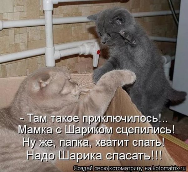 Анекдоты про животных в картинках с надписями