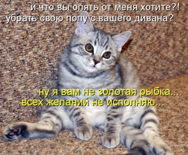 Смешные фото животных с надписями