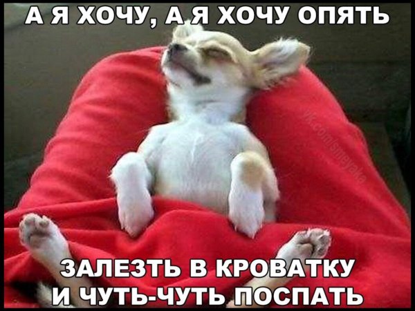 Доброе утро прикольные животные