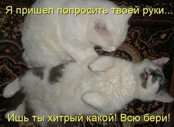 Смешные надписи с котами