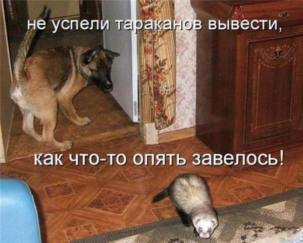 Картинки прикольные смешные с надписями