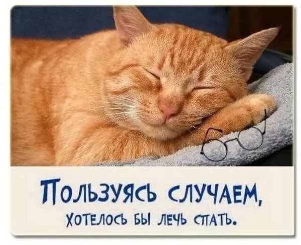 Спокойной ночи картинки прикольные