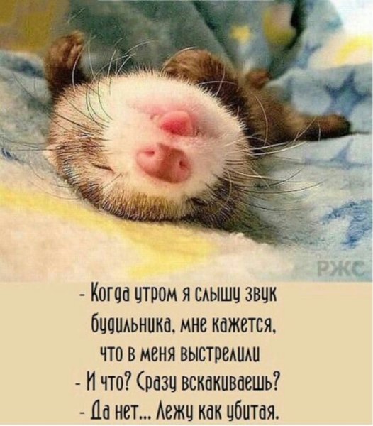 Смешные утренние высказывания