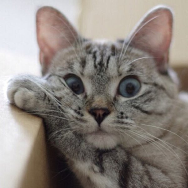 Коты приколы с надписями