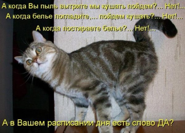 Смешные коты с надписями