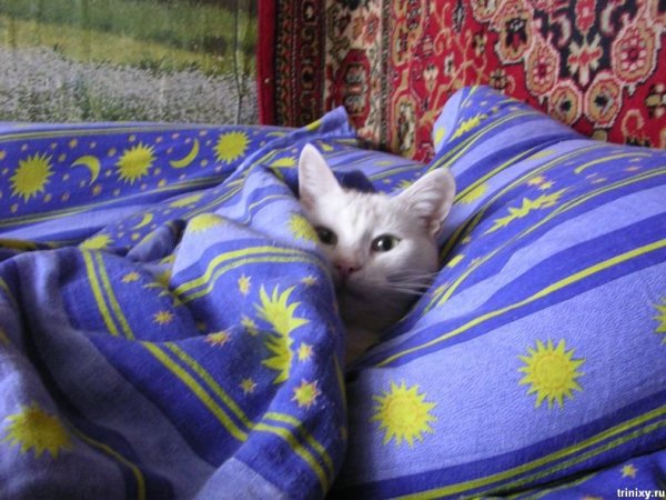 Спокойной ночи с кошками