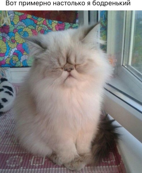 Кот для поднятия настроения