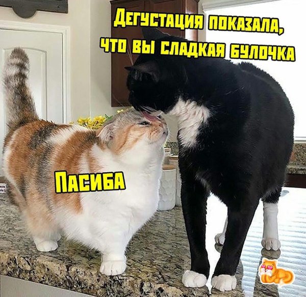 Смешные картинки с котами