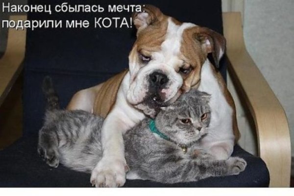 Коты и собаки с надписями