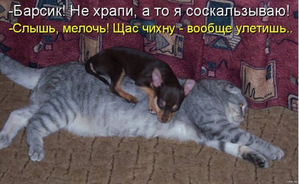 Шутки про котов
