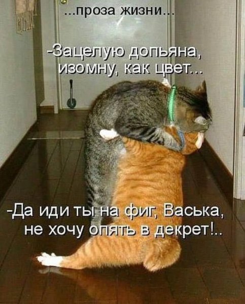 Фото котиков прикольные с надписями