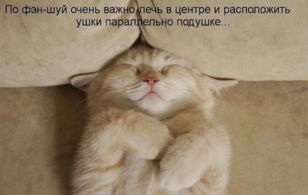 Спокойной ночи животные прикольные