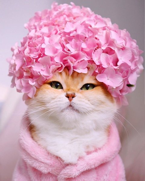 Котики и цветы
