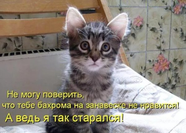 Прикольные кошки с надписями