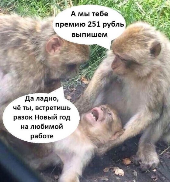 Приколы про премию на новый год