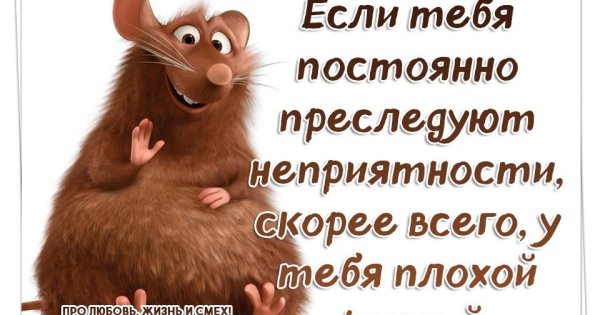 Весёлые статусы про жизнь