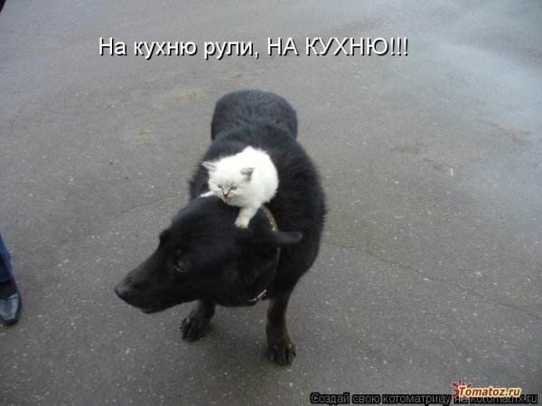 Коты и собаки с надписями