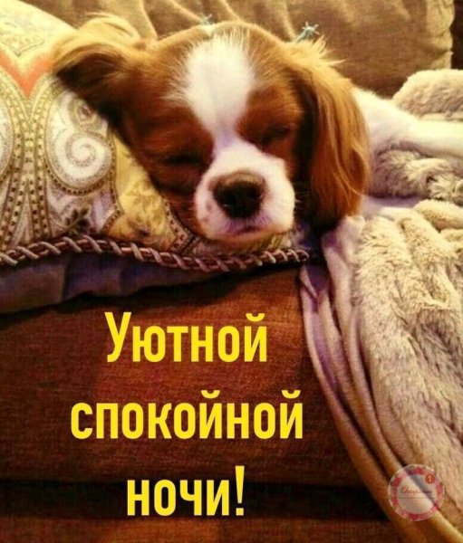 Спокойной нос
