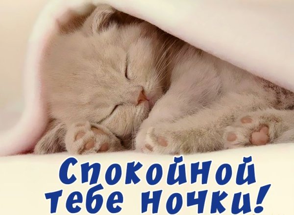 Спокойной ночи котики