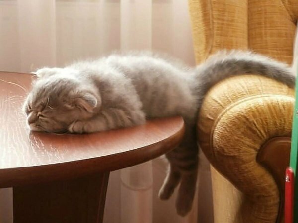 Котик хочет спать