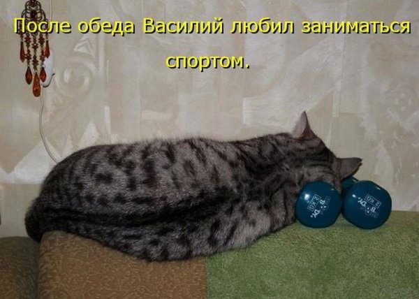 Смешные кошки с надписями