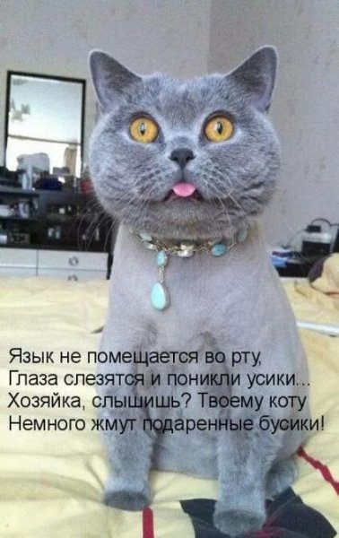 Фото котиков прикольные с надписями