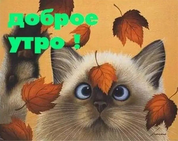 Открытки с добрым утром осенние прикольные