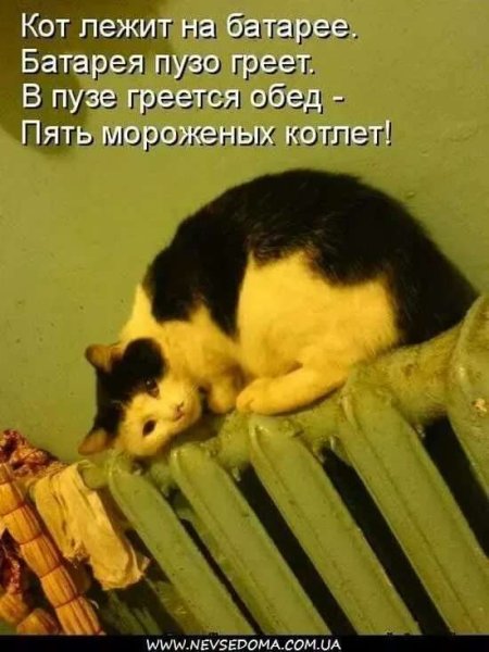 Забавные животные с надписями