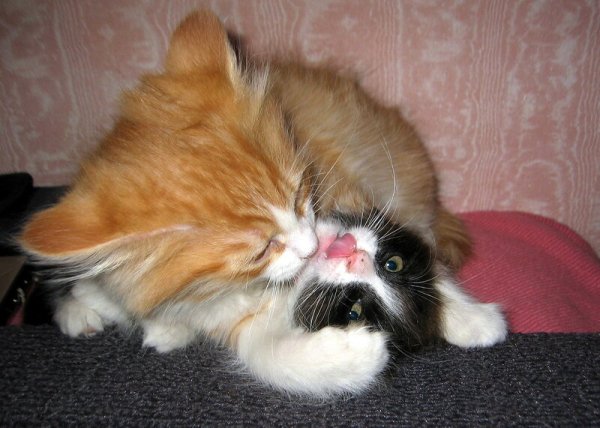 Любимому котику