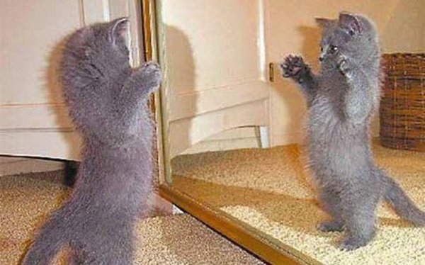 Смешные картинки с котами и надписями для поднятия настроения