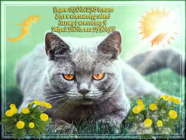 Хорошего настроения котики
