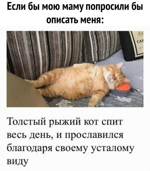 Кот для поднятия настроения