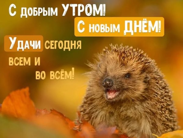 Добрые пожелания с ежиком
