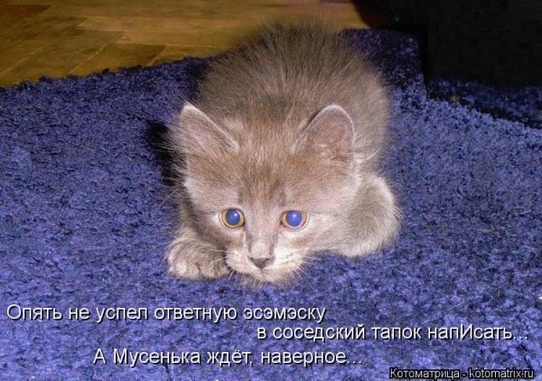 Котята приколы с надписями