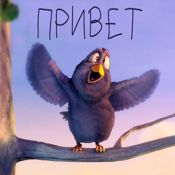 Юмор про птиц