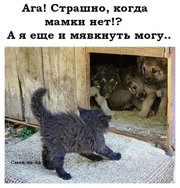 Про животных с надписями