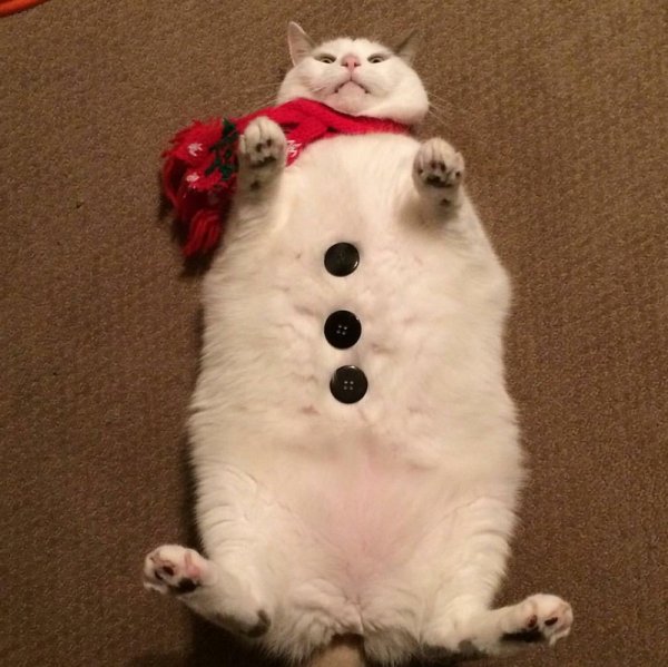 Коты для поднятия настроения
