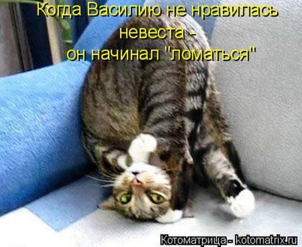 Котик перевернулся