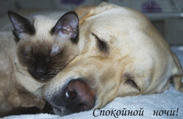 Спокойной ночи животные
