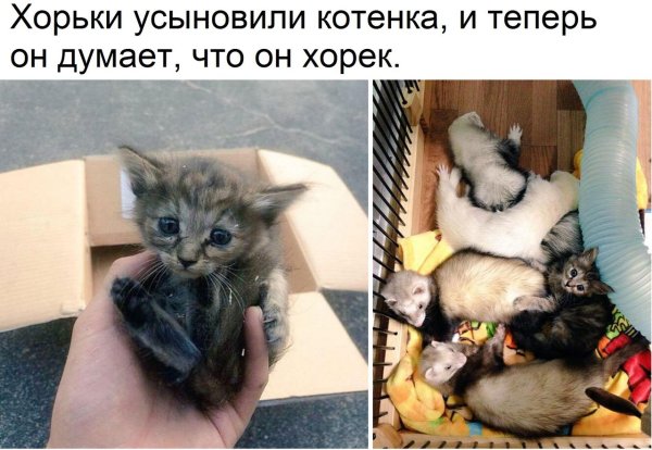 Приколы картинки с надписями