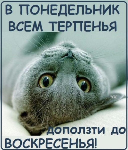 Котик понедельник