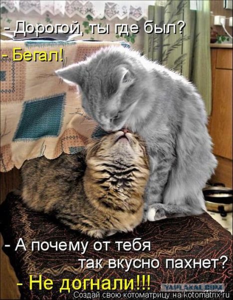 Прикольные коты с надписями