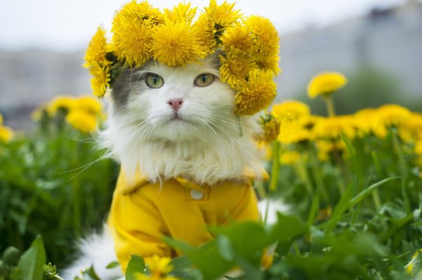Кошка в венке