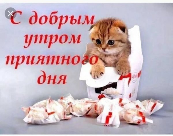Пожелания с добрым утром с кошками